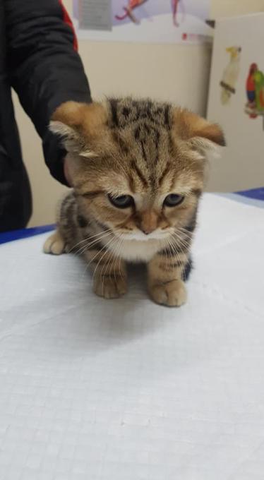Mr.Vet
