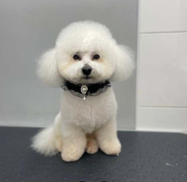 Petman