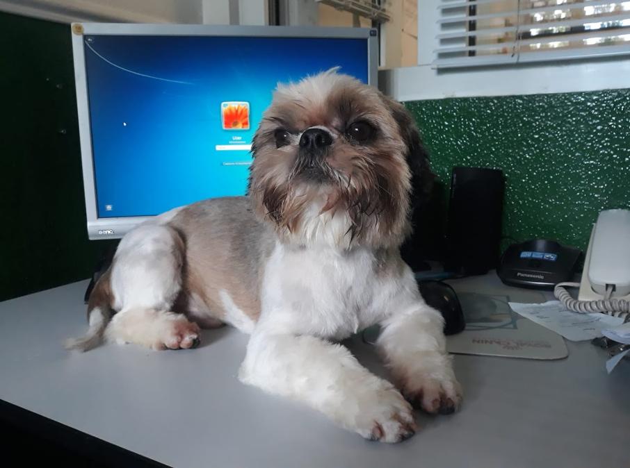 VETPULSE