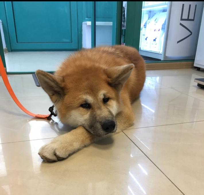 Vet Dent
