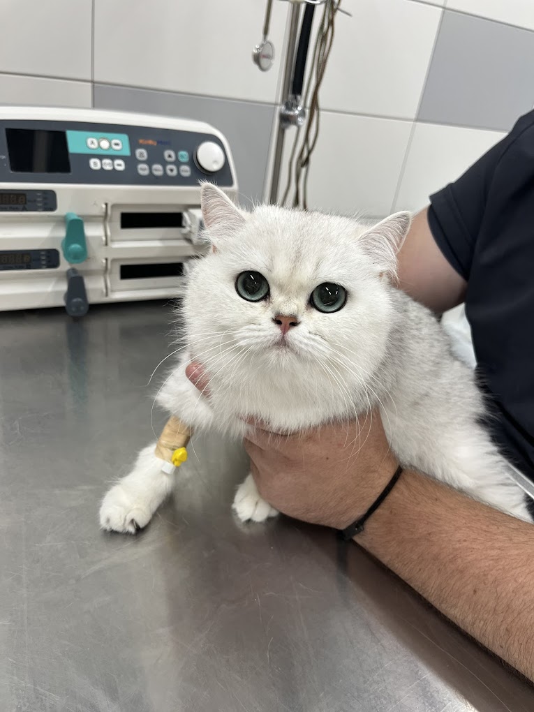 Animal Hospital