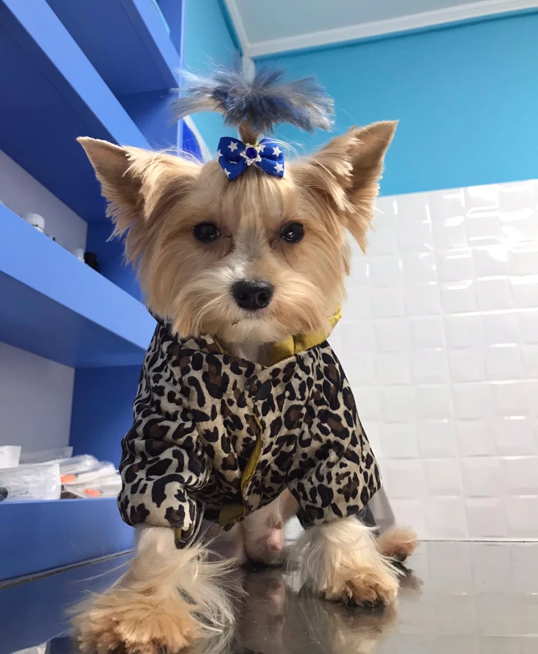 DerkachVet