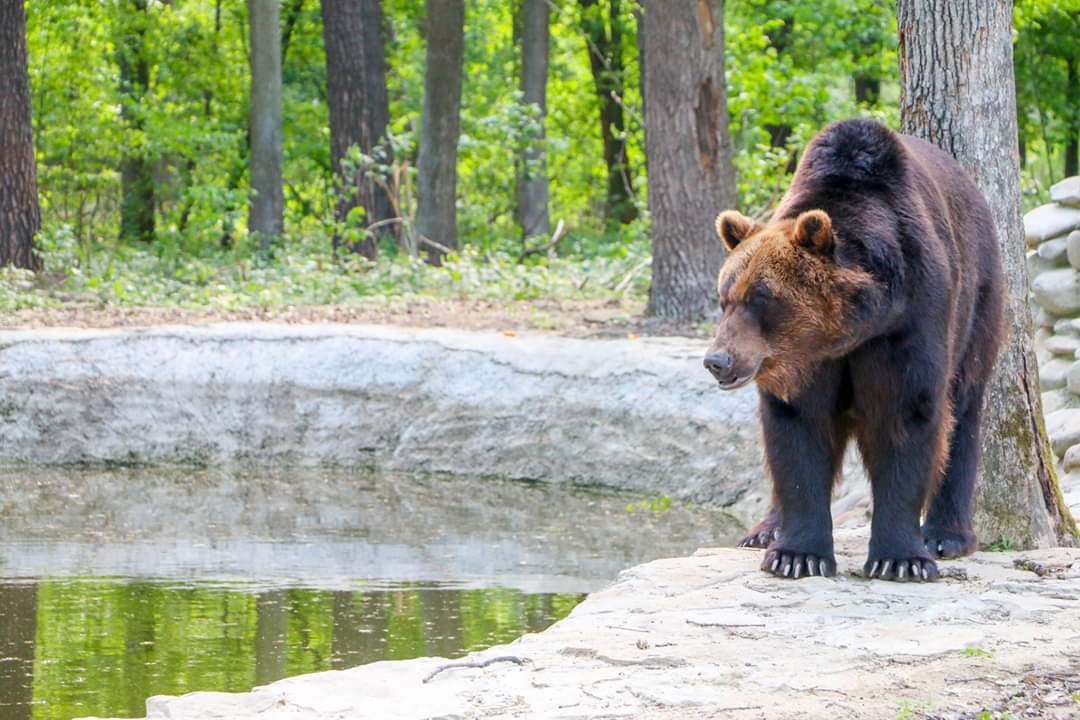 Ведмежий притулок Домажир
