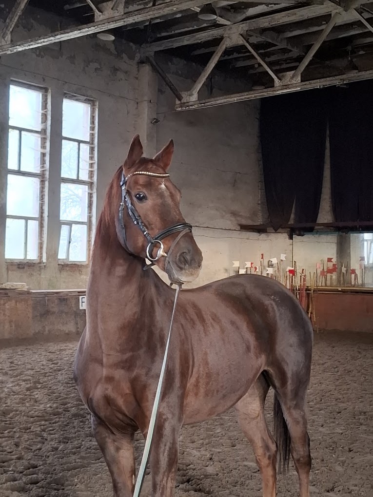 Dressage