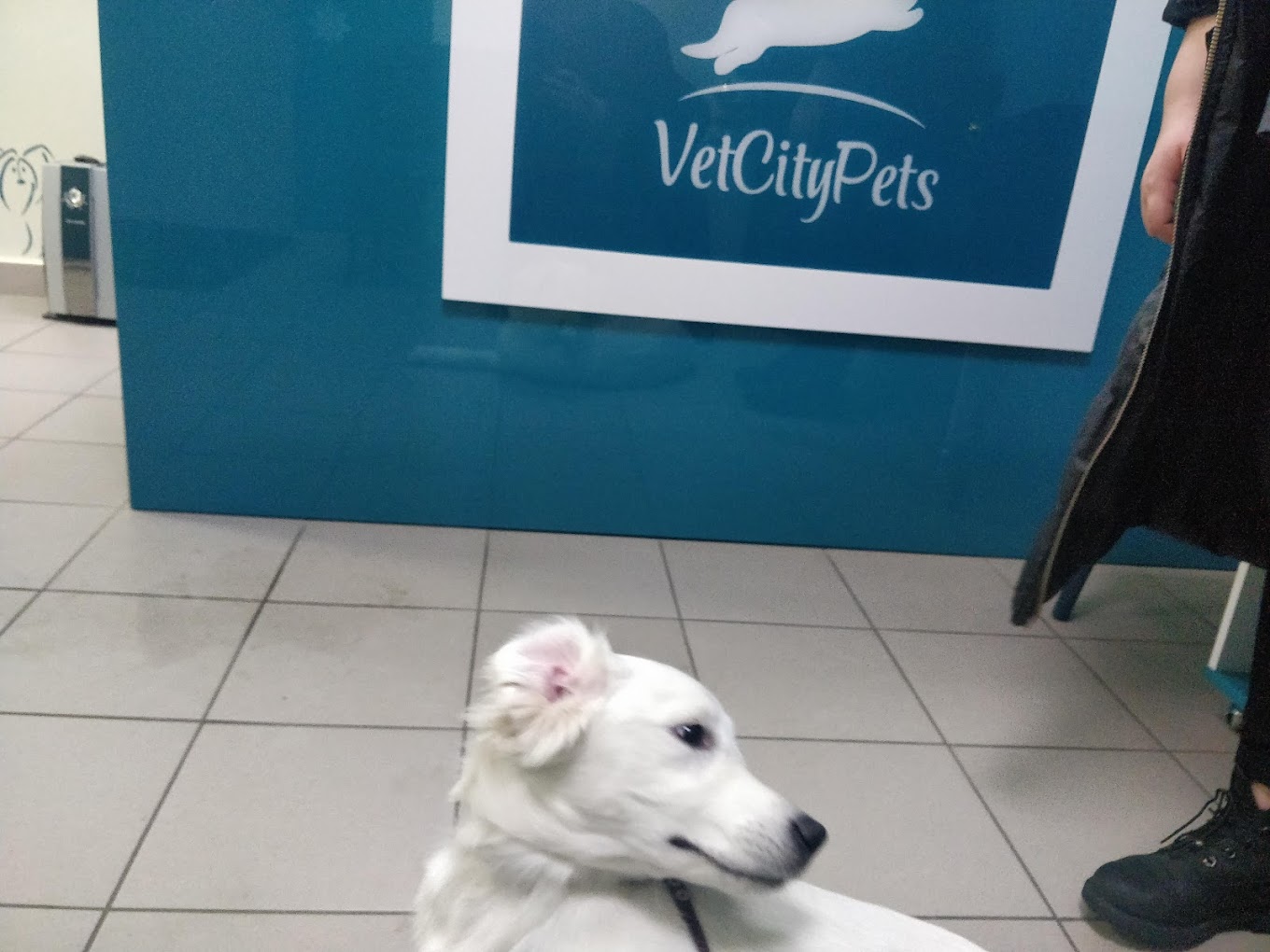VetCityPets