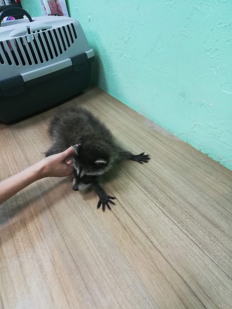 КОМПАНЬЙОН