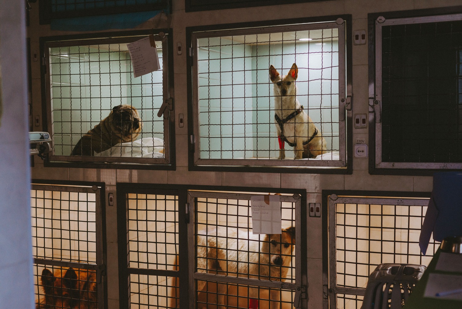 VETZOO clinic