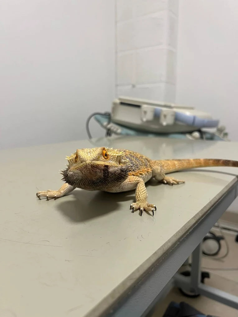 AldenVet