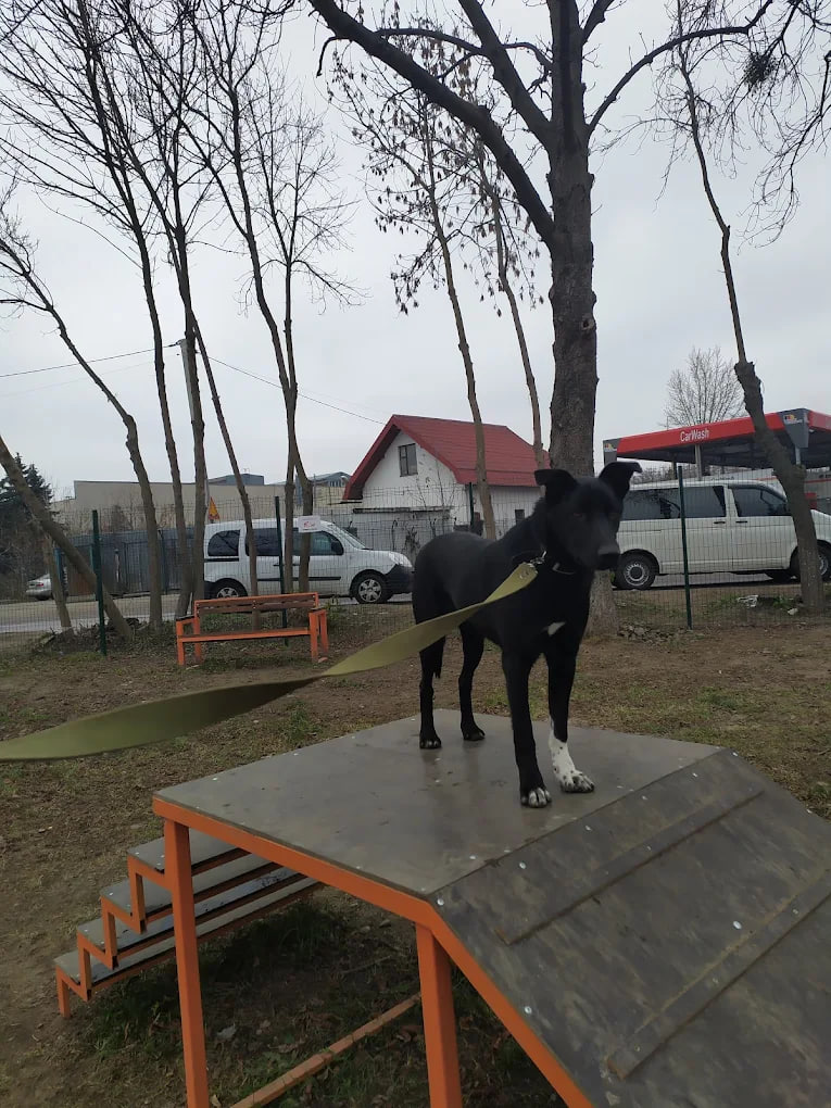 ЛКП Лев