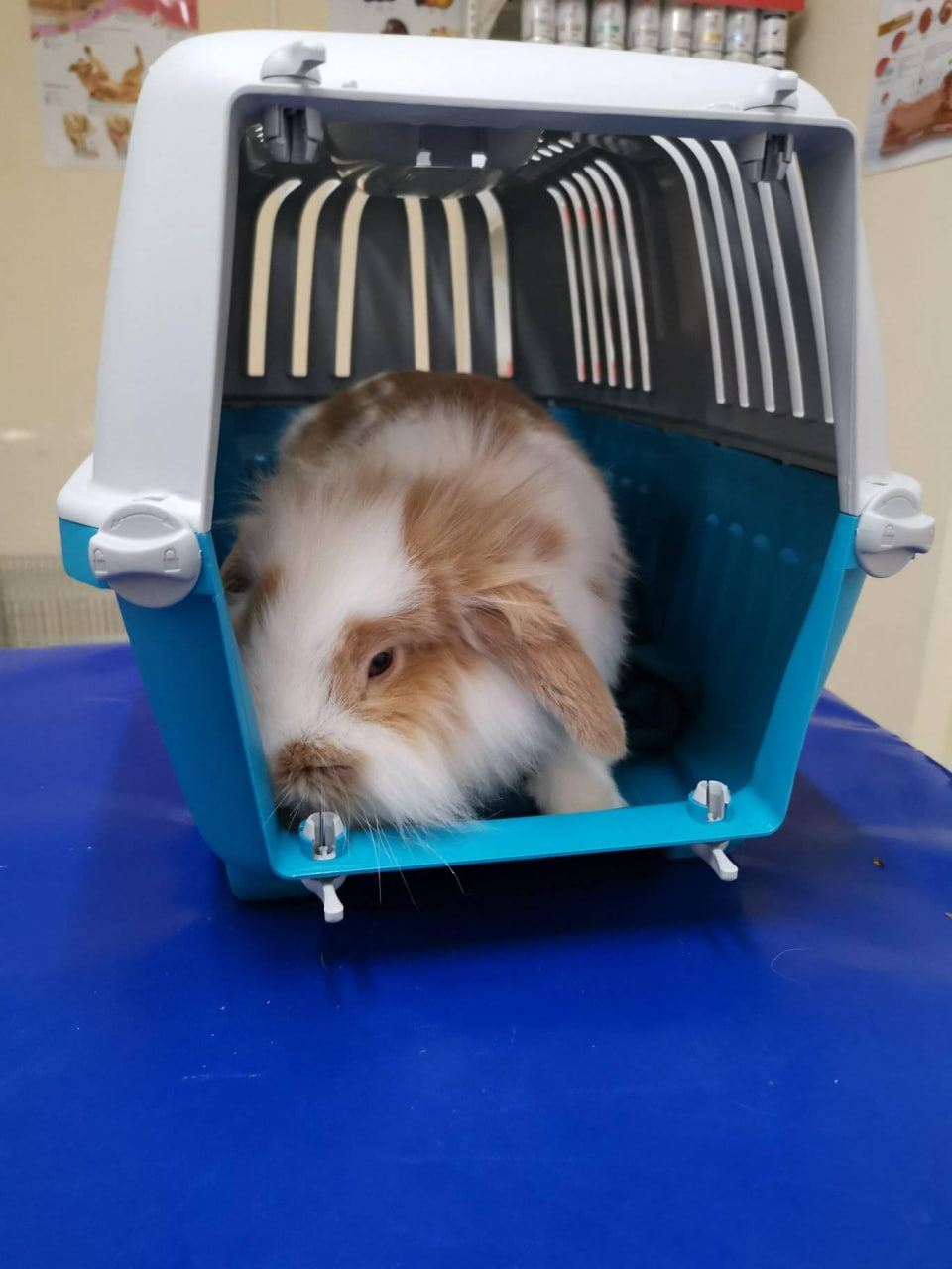 Mr.Vet