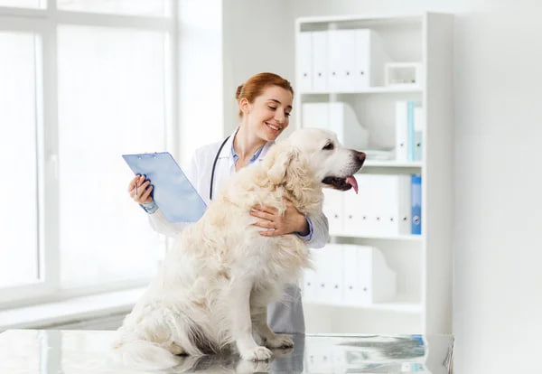 Mr.Vet