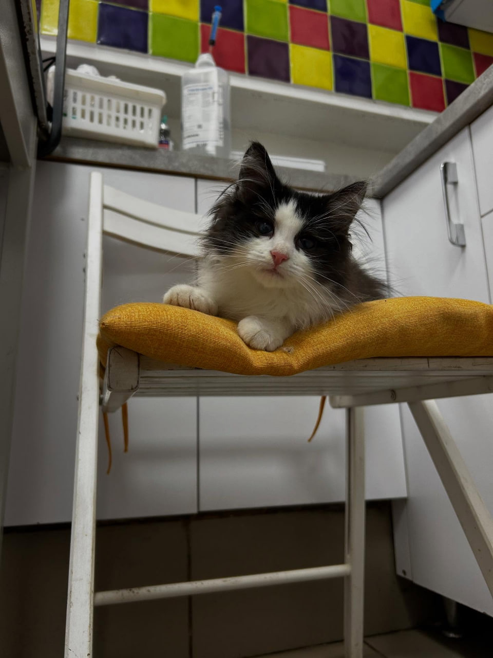 VetHome