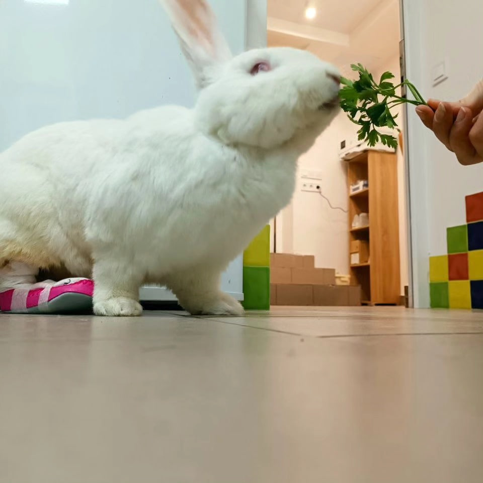 VetHome