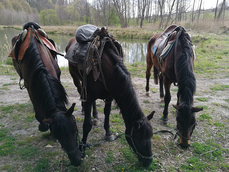 Shenkel