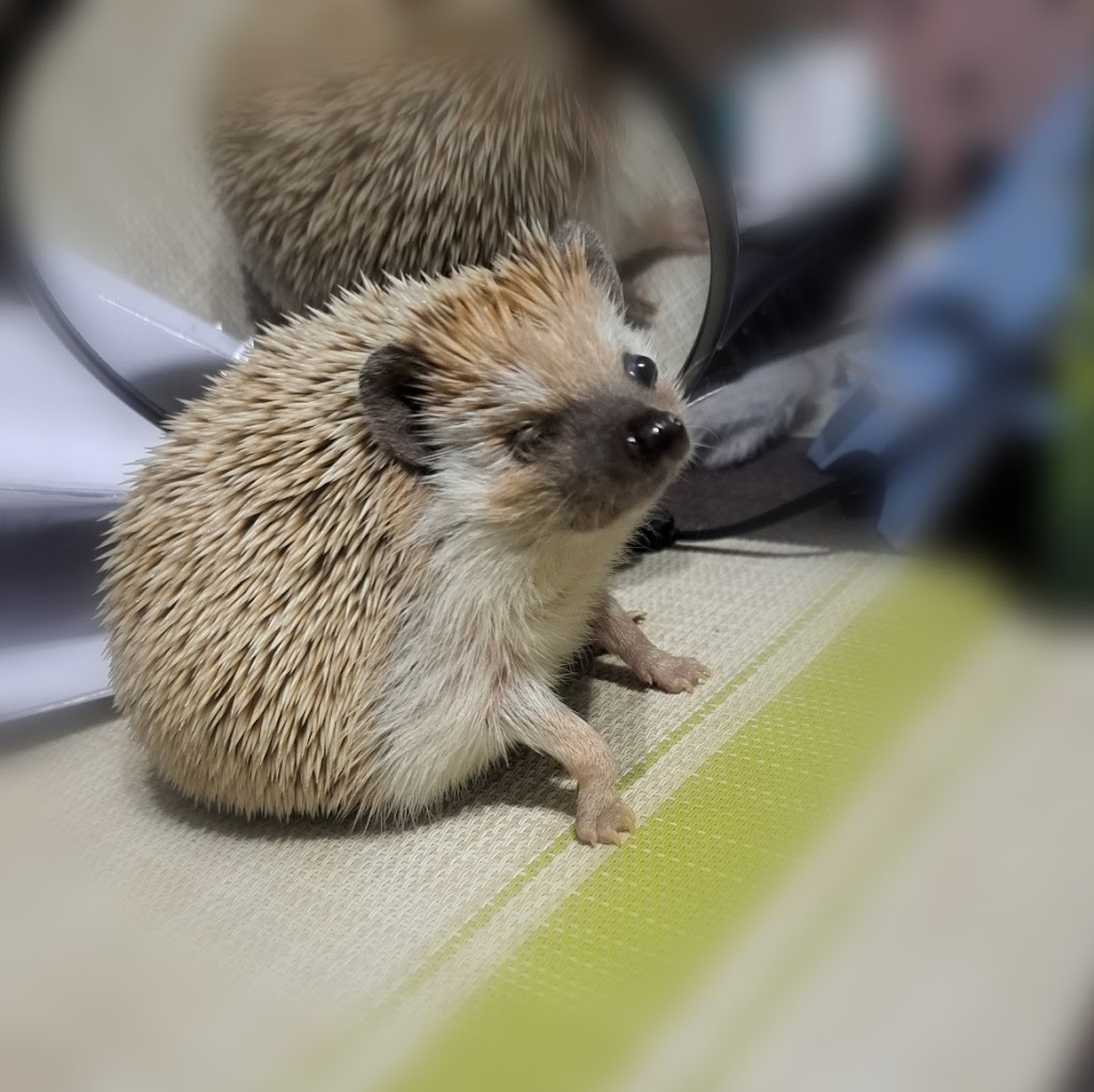 Extra-Vet