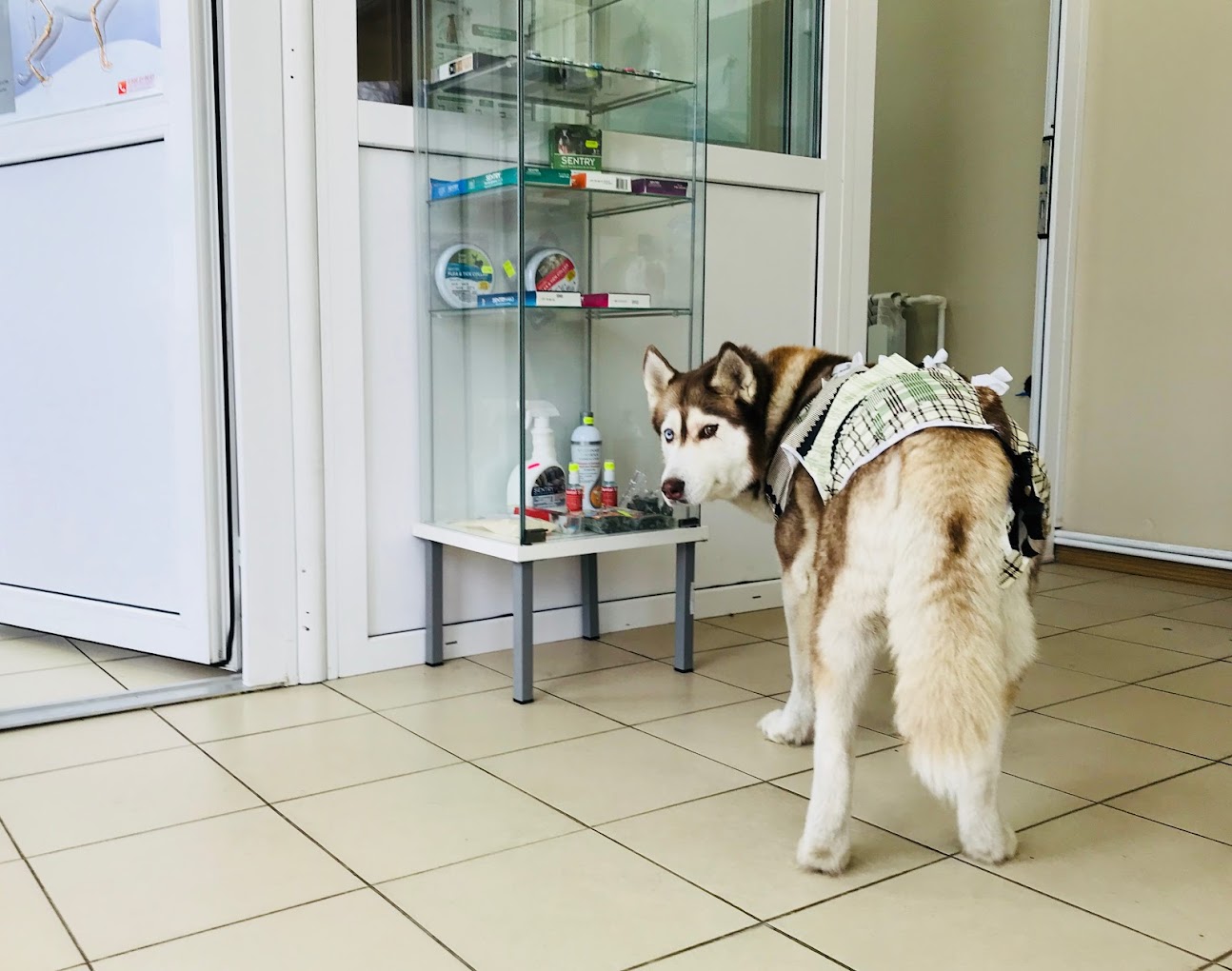 Хвіст