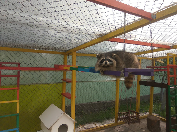 Дом енота