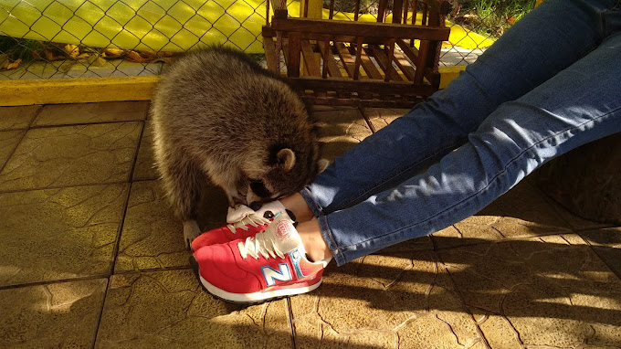 Дом енота